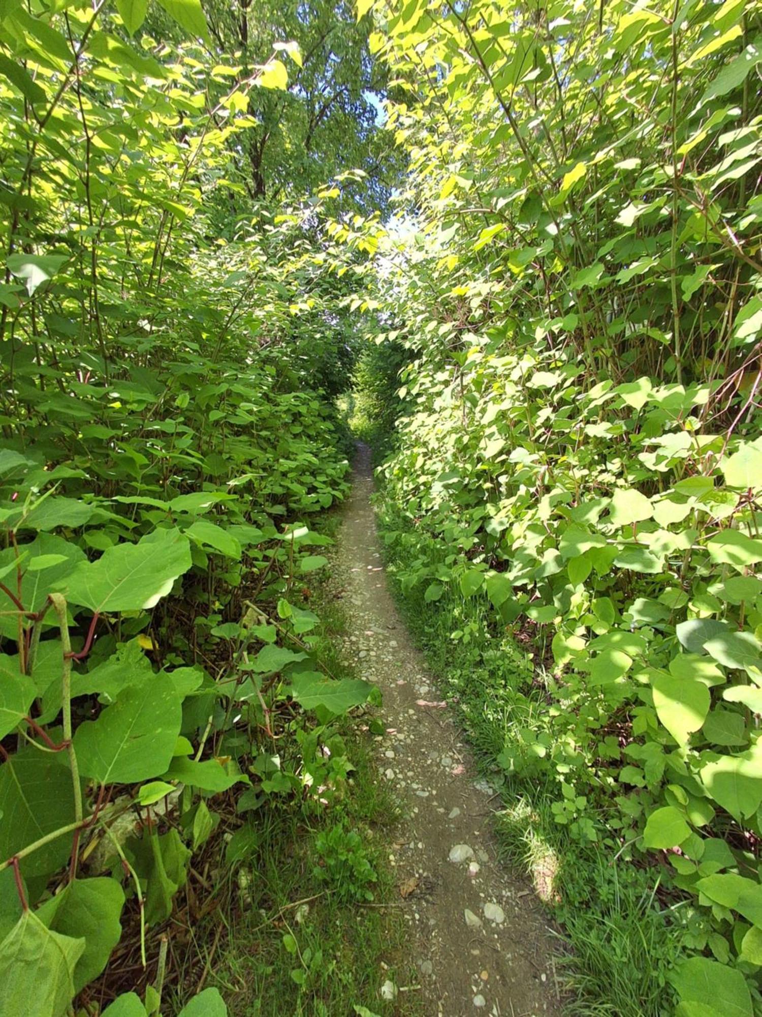 Garden For Two People With Additional River Site To Put Up Your Tent Price Includes Two Bicycles For Amazing Views And Two Water Floats For Mega River Run Check My Video On Youtube By Writing To Find And Use Your In